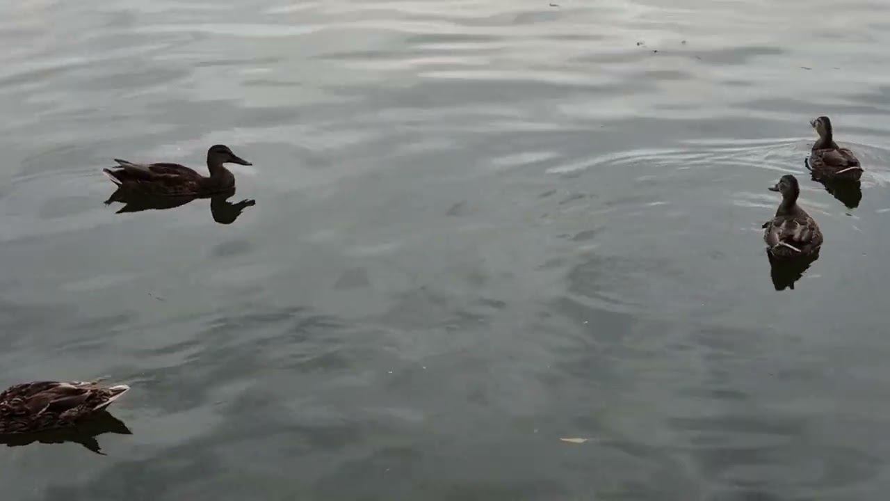 Уфа парк Якутова 23 июля 24 года смотреть онлайн