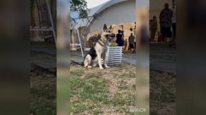 Питомник Веолар предлагает элитных щенков восточноевропейских овчарок , Информация по т 89057097628