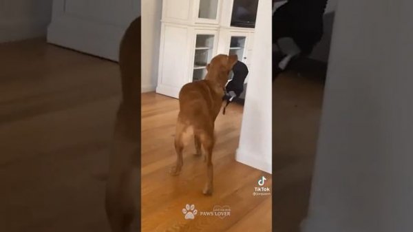 Happy Guy Hap hap Happy Dog Song