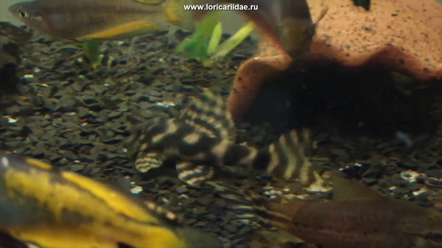 L015 смотреть онлайн
