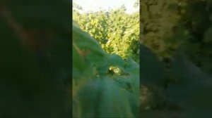 Малина Маргарита