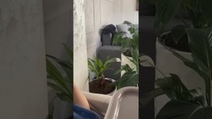 Полный ролик , про Мису, Лею, Сави и Тиму ?