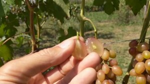 Виноград " Румба "