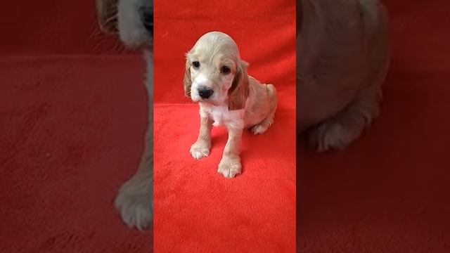 Орри смотреть онлайн