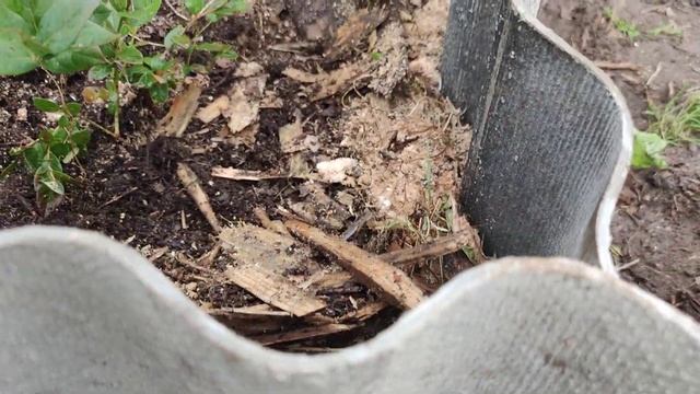 Голубика. Что было и что стало смотреть онлайн