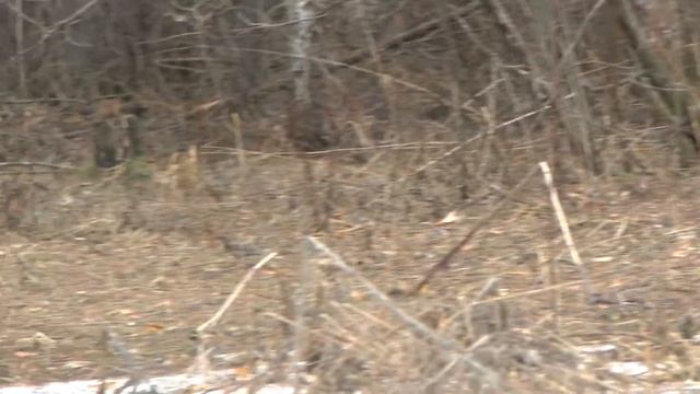 Чернозобый дрозд