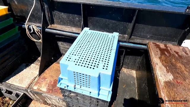 РАПАНА: Работа рулевым на Черном море. Ловля рапаны.