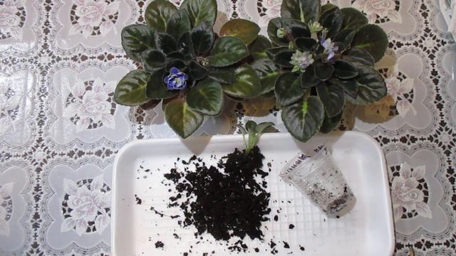 Размножение мини фиалки.Как отделить подросшую детку от листа и посадить её. смотреть онлайн