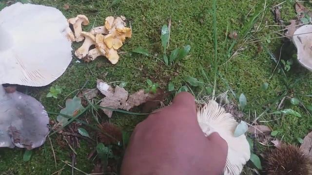 Russula cyanoxantha 9/5/2018 смотреть онлайн