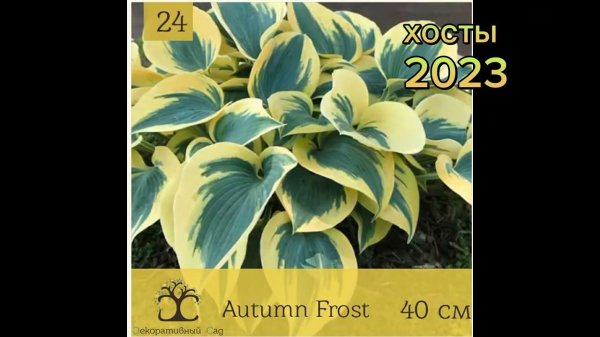 ассортимент хост на 2023 год, доступный для заказа. #хоста #купитьхосту #hosta #большаяхоста