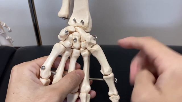 Anatomy of carpal bones (English) смотреть онлайн