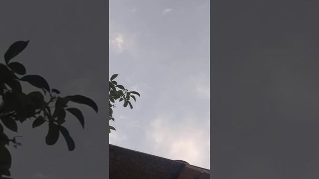 Голуби Кудул и Белохвостые смотреть онлайн