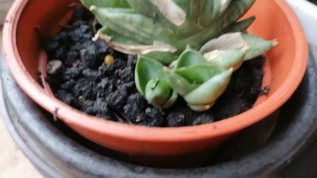 Review Sansevieria Crazy Crab, Sansevieria Boncel Mini Dwarf,