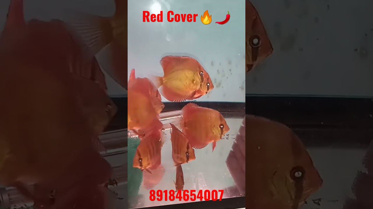 Дискусы Red Cover на продажу. #aquarium #discus #fish #аквариум #shorts #short #аквариумныерыбки смотреть онлайн