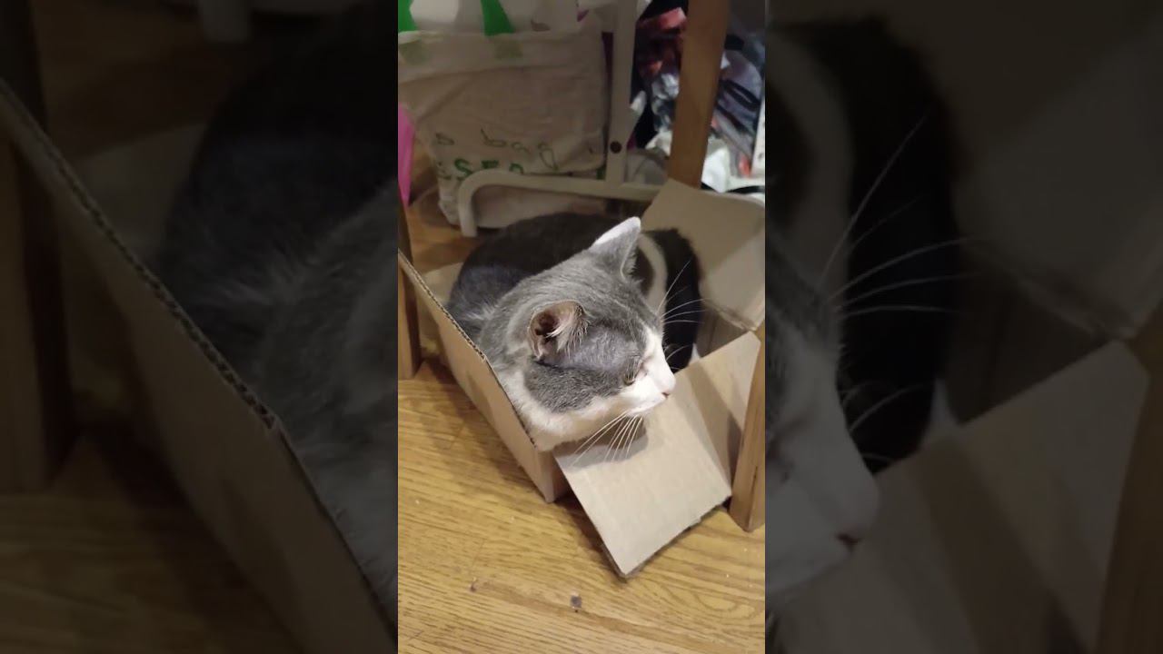 Кот в коробке. Так удобнее. #лайк #котики #мурзик #питомец #приколы #кот #котик #юмор смотреть онлайн