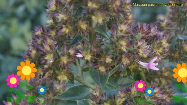 Флокс метельчатый Грин Леди. Краткий обзор, описание характеристик phlox paniculata Green Lady смотреть онлайн