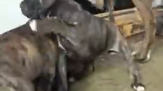 Испанский Алано щенки на прoдажу смотреть онлайн