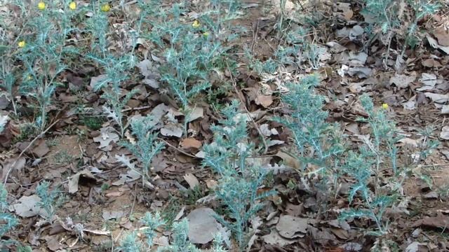 Hair fall: Falling of hair due to dry white scaly dandruff. © Pankaj Oudhia смотреть онлайн