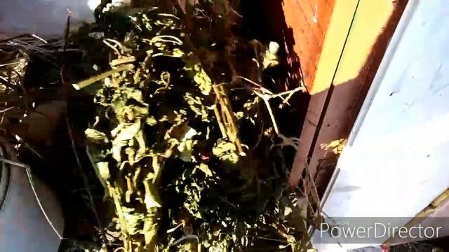 могут ли кролики без сена? содержание кроликов зимой моя деревенская жизнь. country life смотреть онлайн