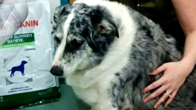 Из-за чудовищного веса собаке было трудно, но потом случилось нечто смотреть онлайн