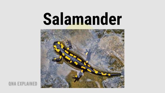 List of animals that live on both land and water || QnA Explained смотреть онлайн