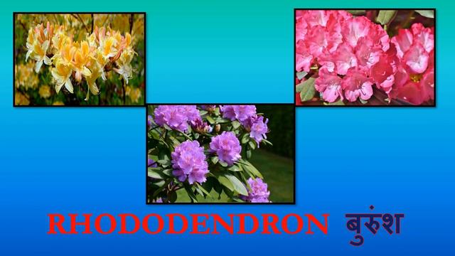 Flowers Names In English and Hindi | 125+ Flowers HD | फूलों के नाम हिंदी और अंग्रेज़ी में смотреть онлайн