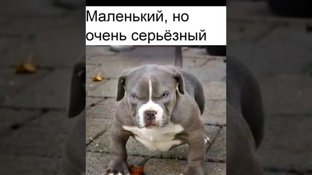 У котов Есть снежная Королева, почти белая и пушистая смешные картинки приколы с озвучкой 😺 смотреть онлайн