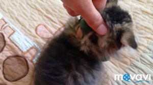 Ошейник от блох и клещей для кота || читайте описание!