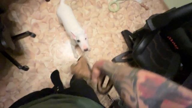 Мини Бультерьер Бус! Будни мини бультерьера. Прогулка. Игры. смотреть онлайн