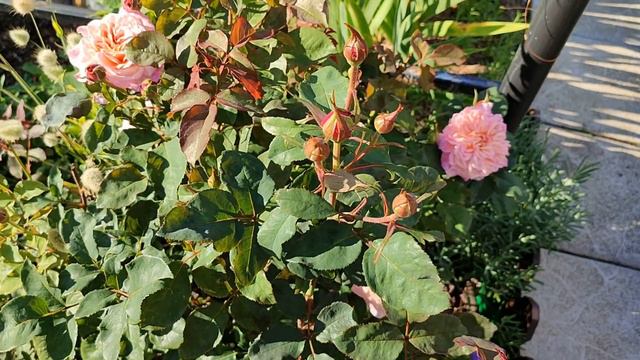 Роза Мияби Ча. Японские розы в Подмосковье смотреть онлайн