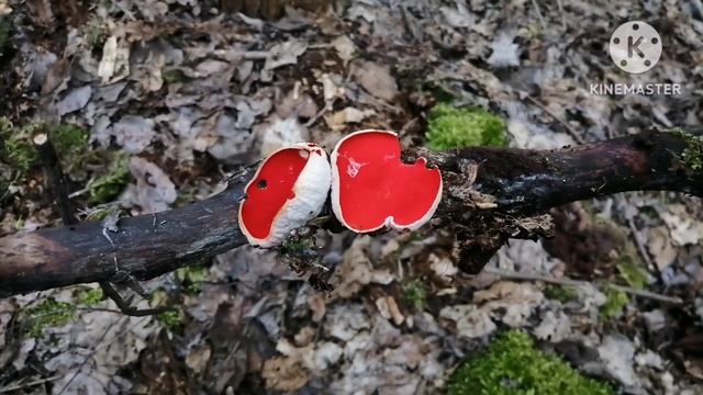 Конец марта - первые цветы, грибы, заблудился... смотреть онлайн