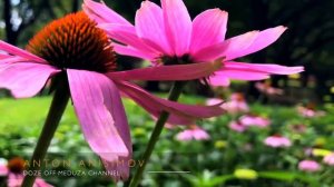 Спокойная Музыка Для Снятия Стресса - RELAXING PIANO - Music - Stress Relief Mus