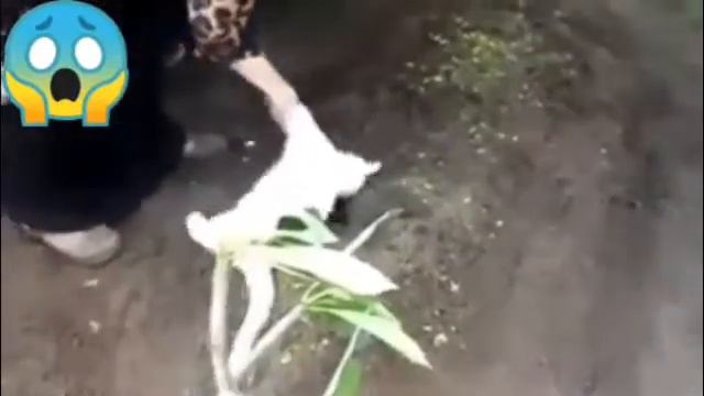 Самый умный собака мире смотреть онлайн