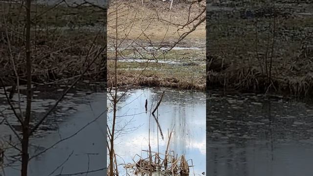 Норка в природе смотреть онлайн