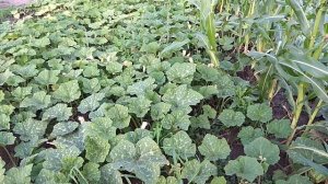 Фацелия. Хронология от посева до сбора семян.