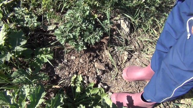 РВАНУЛИ ЗА ГРИБАМИ КЛУБНИКА ПОСПЕЛА смотреть онлайн