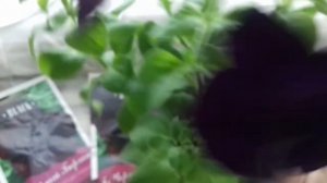 ПЕТУНИЯ выращивание из семян 2 /черный бархат/