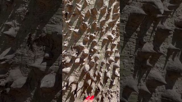 СЕЙБА/ Хло́пковое де́рево с Шипами/Испания смотреть онлайн