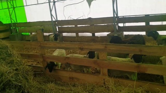 Окот дорперов двойня и единичка. ??+? НА ПОДХОДЕ ЕЩЕ КТО-ТО ? смотреть онлайн