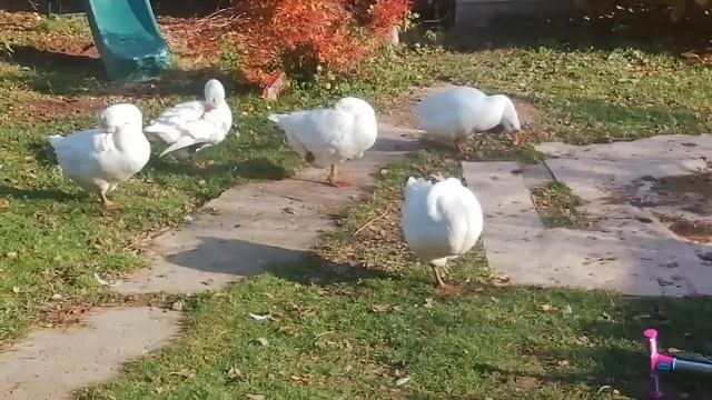 Гуси занеслись осенью, Что делать? Когда забивать птицу? смотреть онлайн