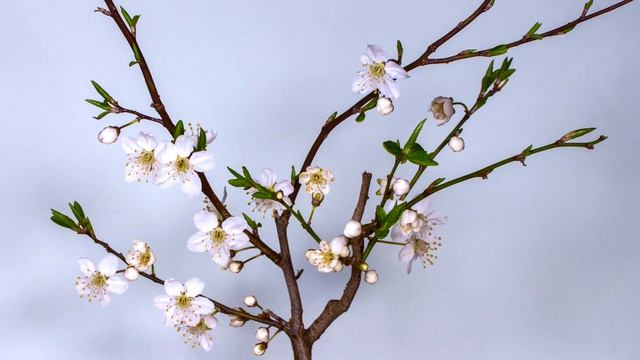 Plum Blossom Цветок Сливы Цвести Весна Почка Цветение смотреть онлайн