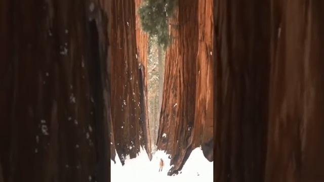 Отдельные экземпляры секвойи достигают высоты более 110 м — это одни из самых высоких видов деревье смотреть онлайн