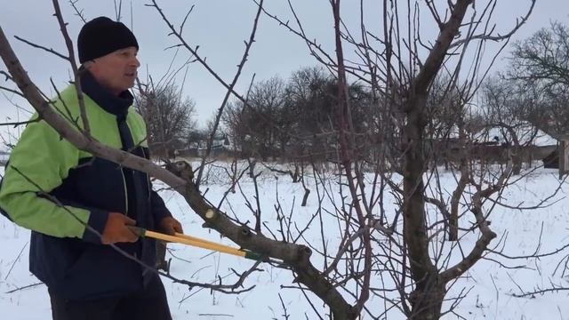 Обрезка яблони на примере сорта "golden"(голден) смотреть онлайн