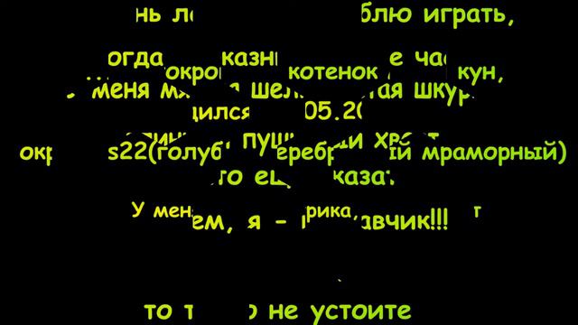 Котик мейн кун смотреть онлайн