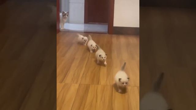 Личная армия котиков смотреть онлайн