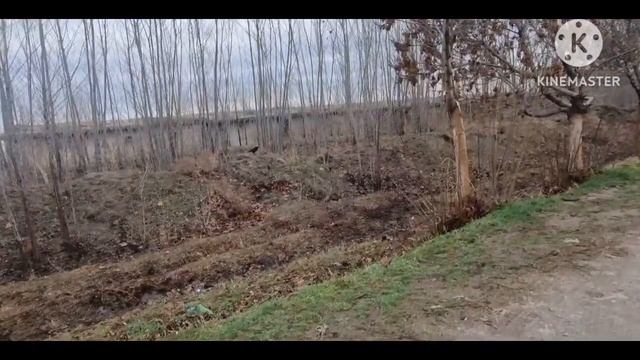 БИРИНЧИ КОР КИШ КЕЛДИ 6-7-8-ФЕВРАЛ ОГОХ БУЛИНГ -15° СОВУК