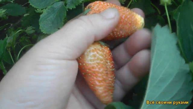 Клубника 2020 г. смотреть онлайн