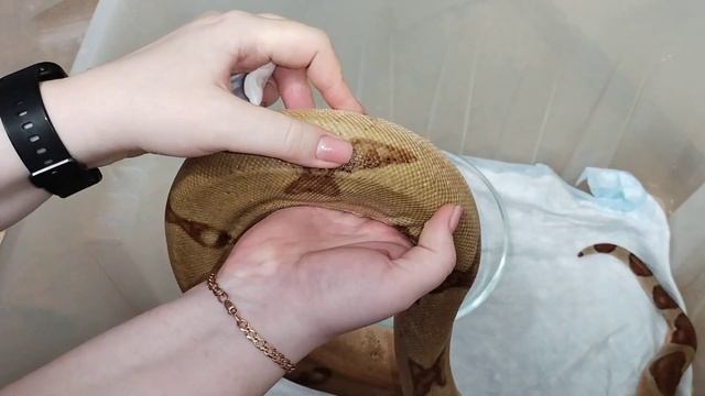 Как правильно делать укол змее смотреть онлайн