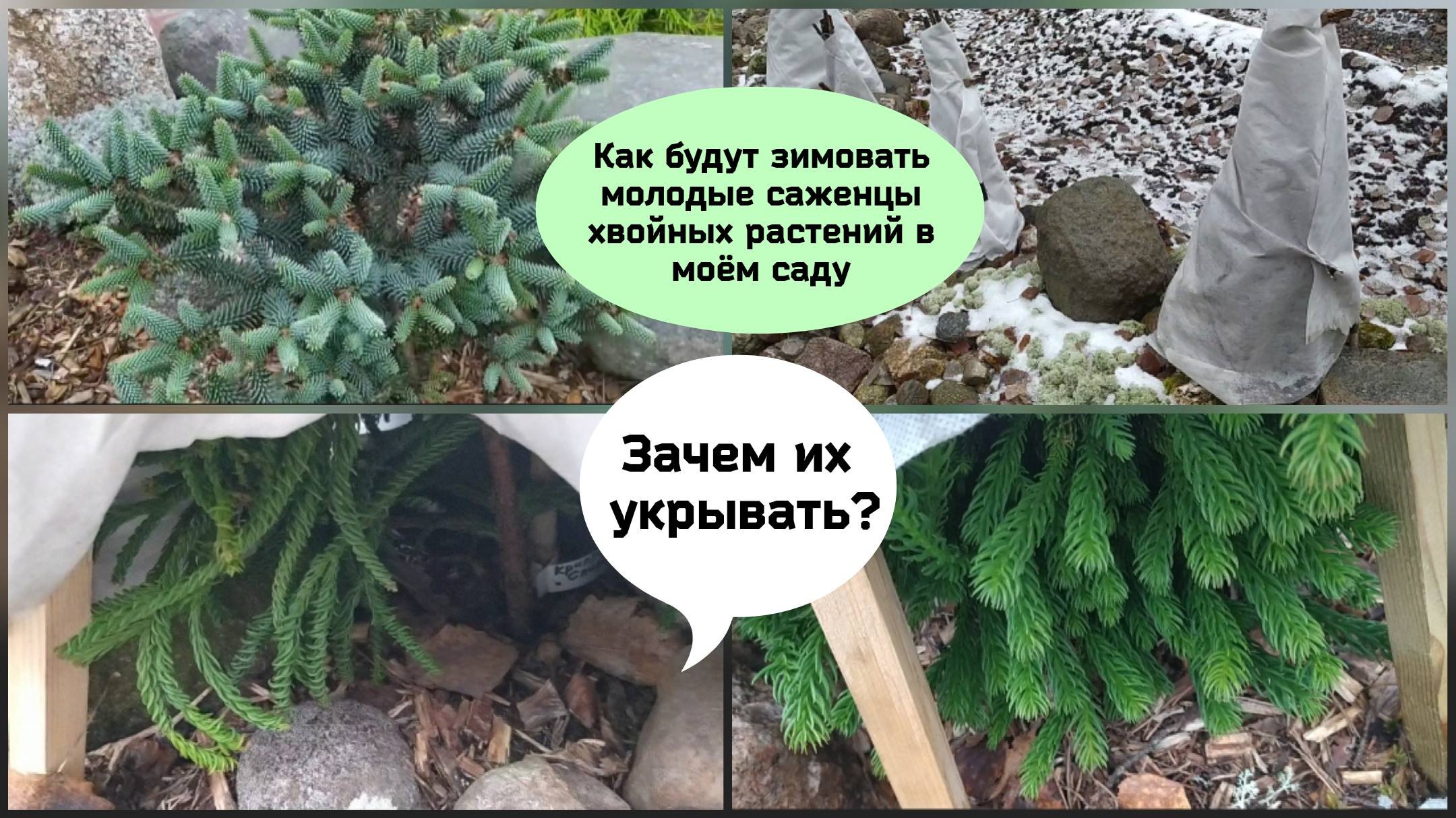 Как будут зимовать молодые саженцы хвойных растений в моём саду.Зачем их укрывать? смотреть онлайн