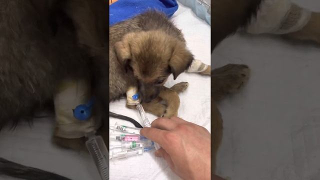 Спасаем щеночка от Чумы смотреть онлайн